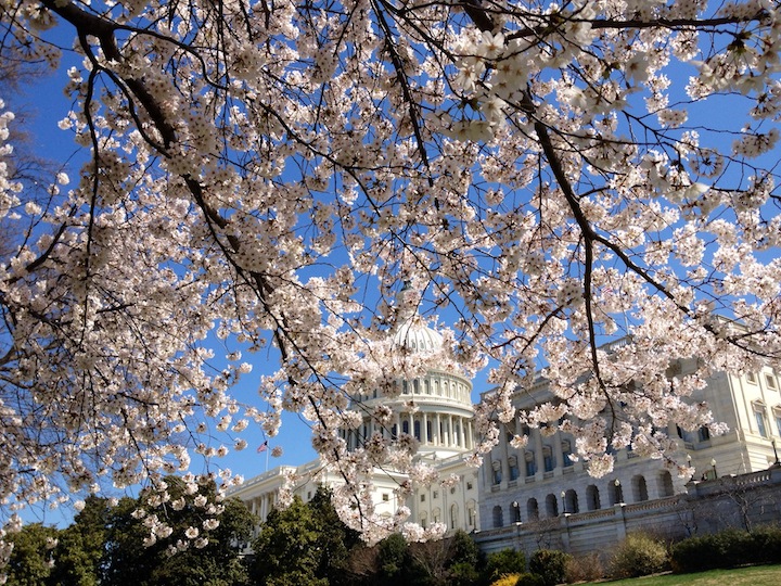 Capitol Dome through the Cherry Blossoms Washington DC