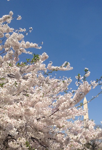 Washington monument Cherry Blossoms