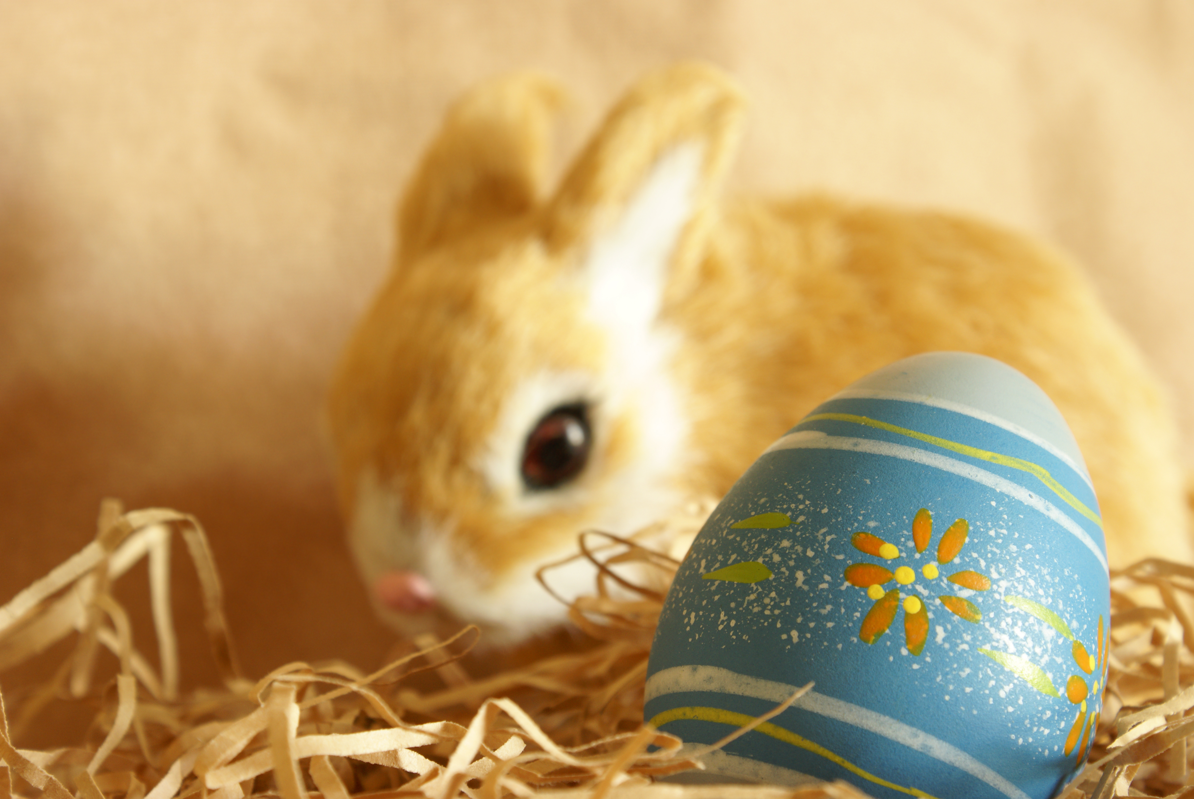 Easter bunny (shutterstock)