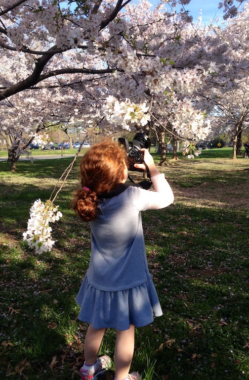 Cherry Blossoms picture taking