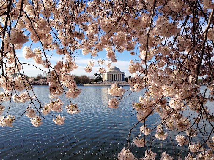 Jefferson Monument Cherry blossoms 2014