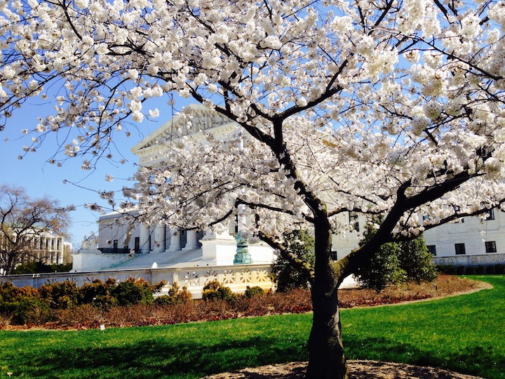 Cherry blossoms in front of Supreme COurt Washington DC