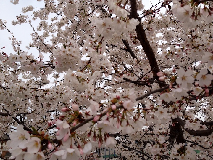 Cherry blossoms in Washington DC 2014