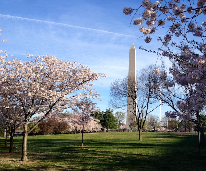 Cherry Blossoms in front of Washington Monument 2014