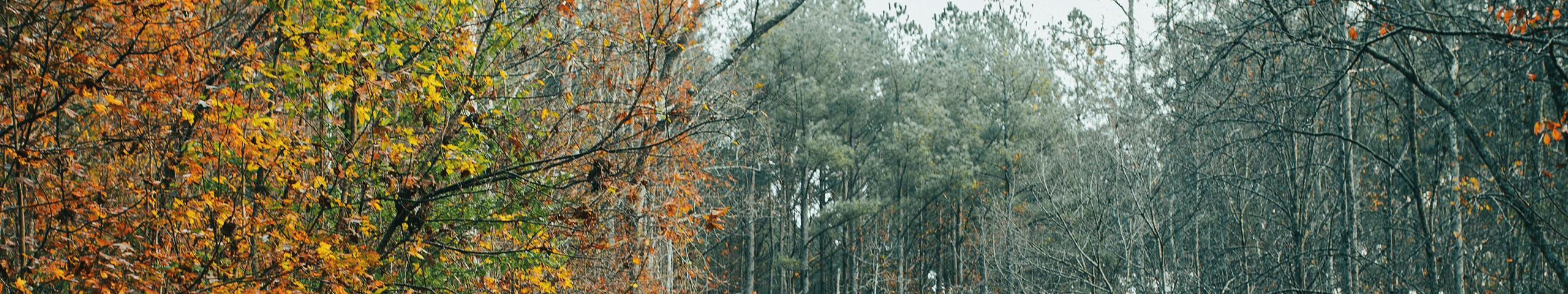 trees
