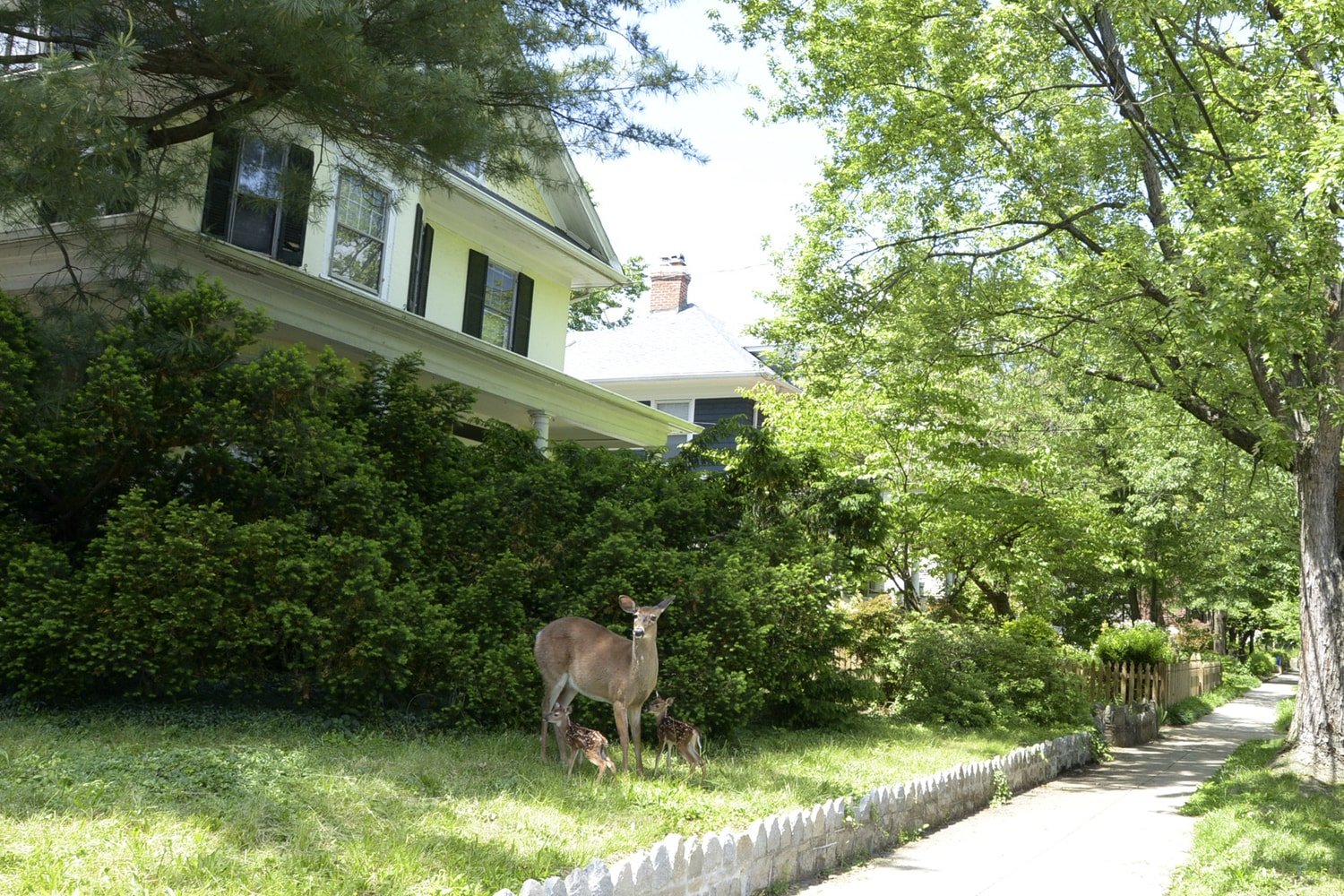 Deer in yard - Takoma - Washington, DC